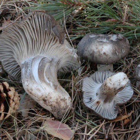 Hygrophorus marzuolus, marzuelo