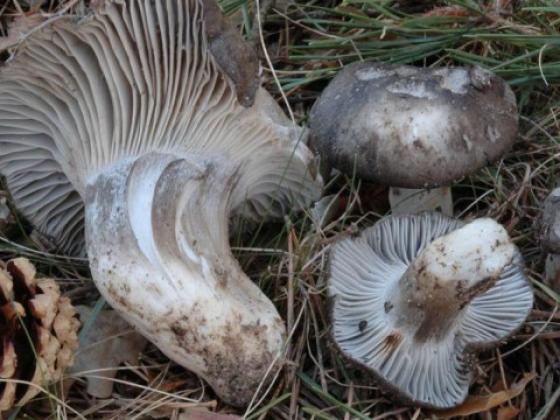 Hygrophorus marzuolus, marzuelo